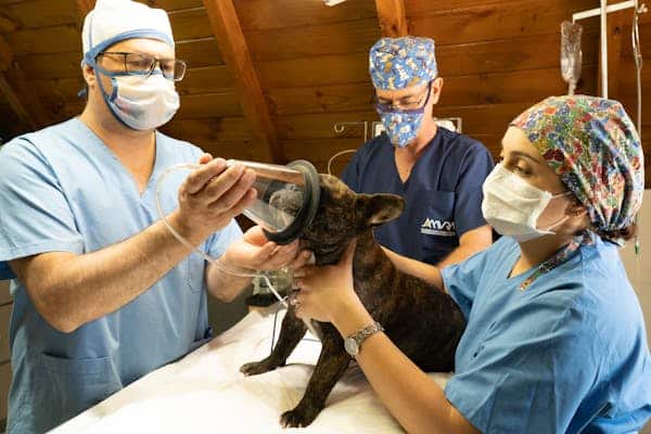 online vet tech programs