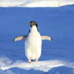iceporncasting