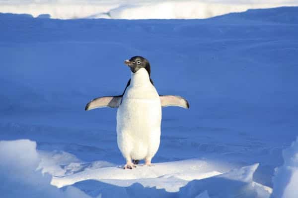 iceporncasting